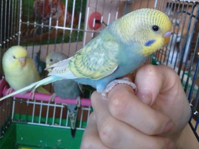 Ручные птенчики волнистые попугаи