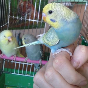 Ручные птенчики волнистые попугаи