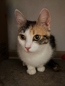 Молода мама Тесс шукає дім 🐈
