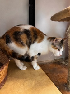Молода мама Тесс шукає дім 🐈