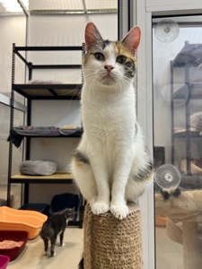 Молода мама Тесс шукає дім 🐈