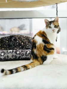 Молода мама Тесс шукає дім 🐈