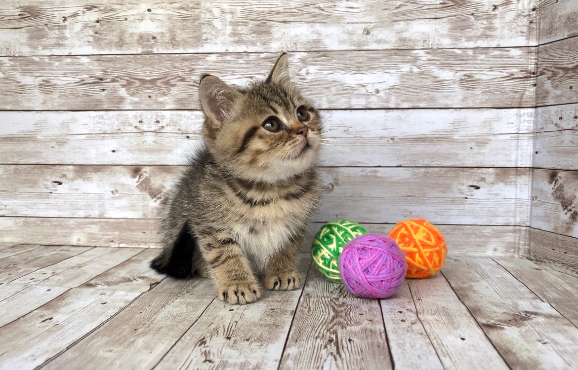 Британский мальчик.