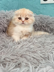 Котик шотландський