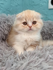 Котик шотландський