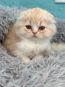 Котик шотландський