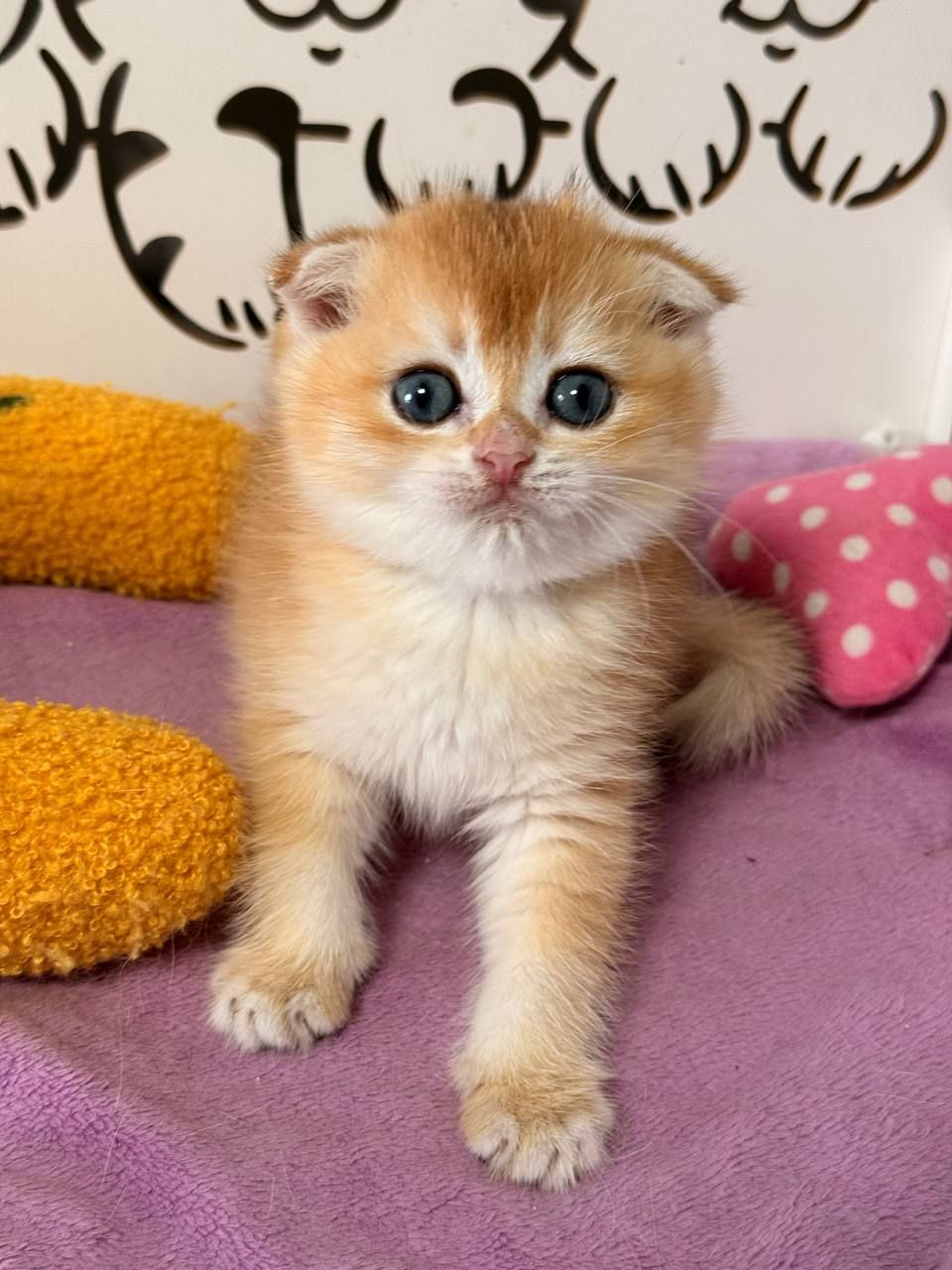 Шотландский вислоухий котенок