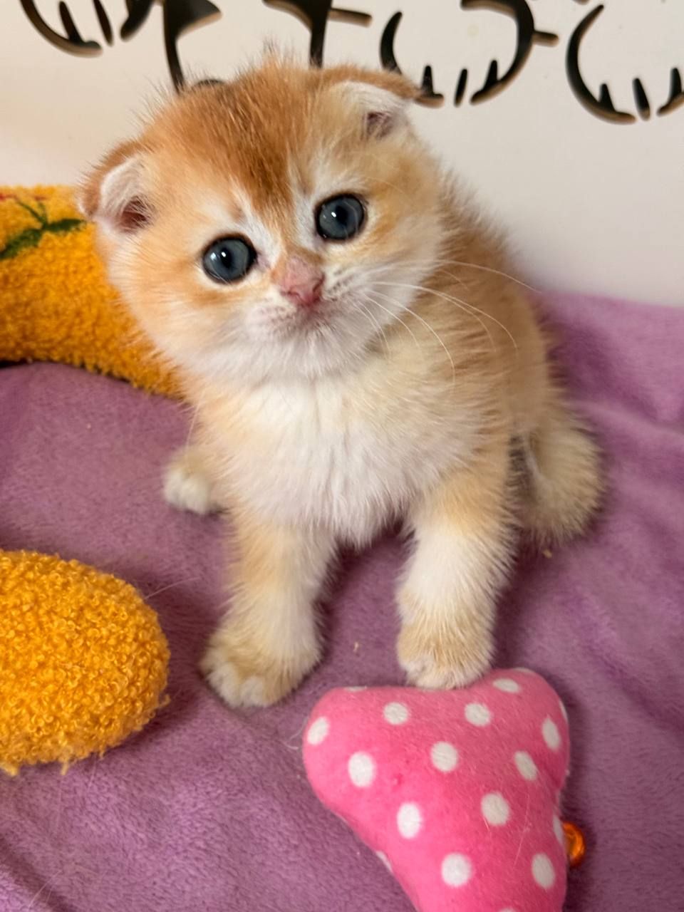 Шотландский вислоухий котенок