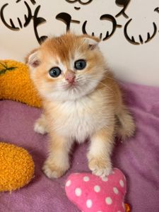 Шотландский вислоухий котенок