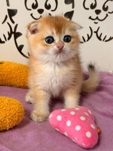 Шотландский вислоухий котенок