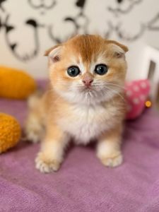Шотландский вислоухий котенок