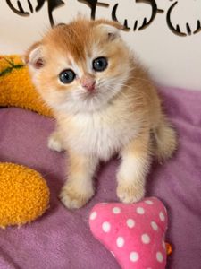 Шотландский вислоухий котенок