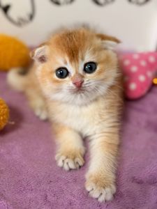 Шотландский вислоухий котенок