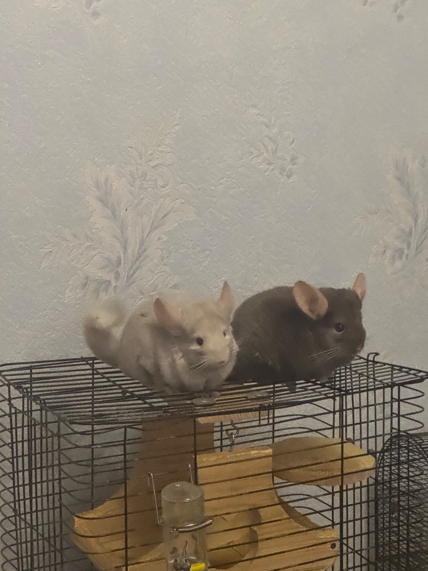 Шукаємо добрі ручки для хлопчика шиншили!🐭