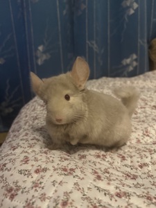 Шукаємо добрі ручки для хлопчика шиншили!🐭
