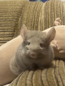 Шукаємо добрі ручки для хлопчика шиншили!🐭