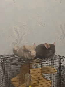 Шукаємо добрі ручки для хлопчика шиншили!🐭