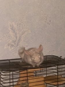 Шукаємо добрі ручки для хлопчика шиншили!🐭
