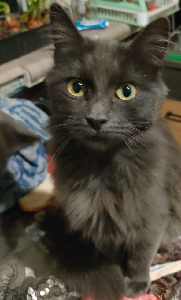 Котики
