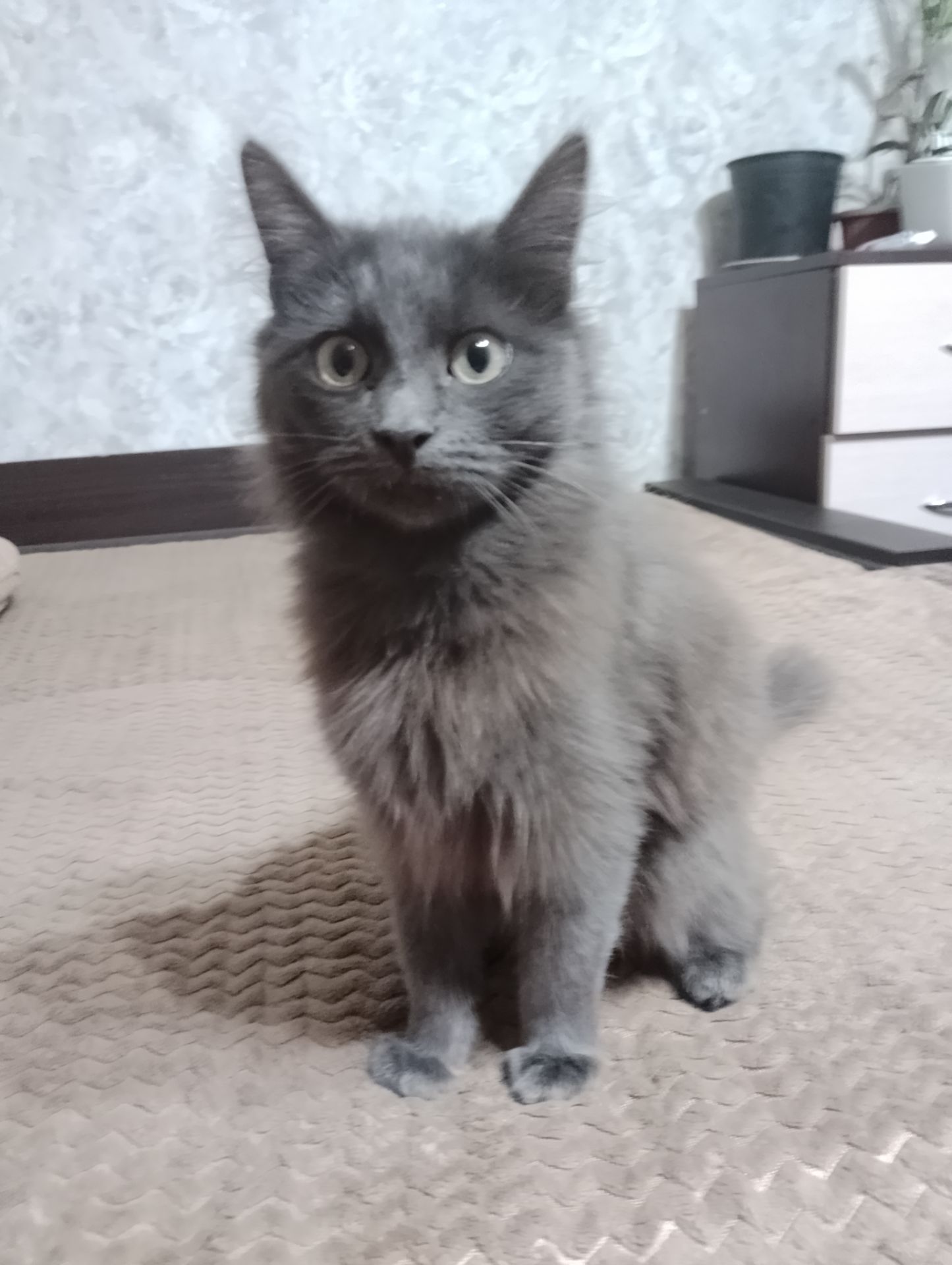 Котики