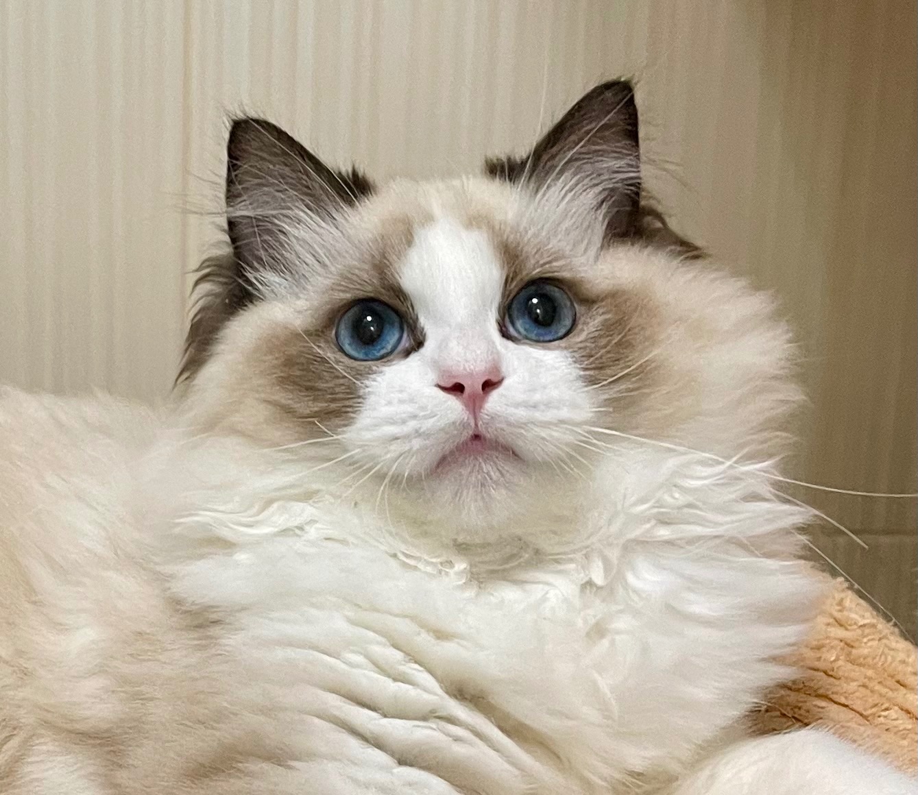 Регдол кошеня 7 міс