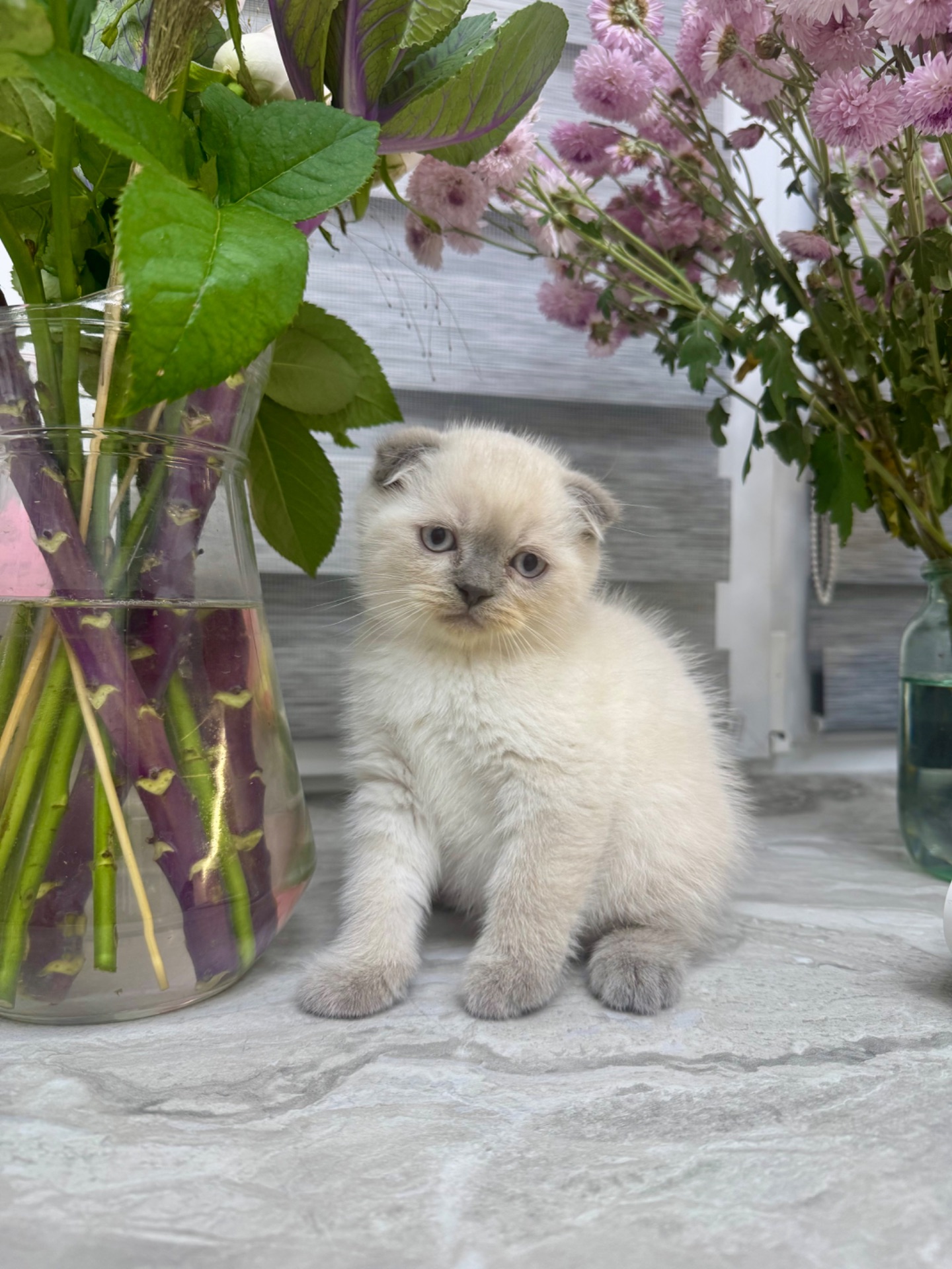 Кошенята шотландські