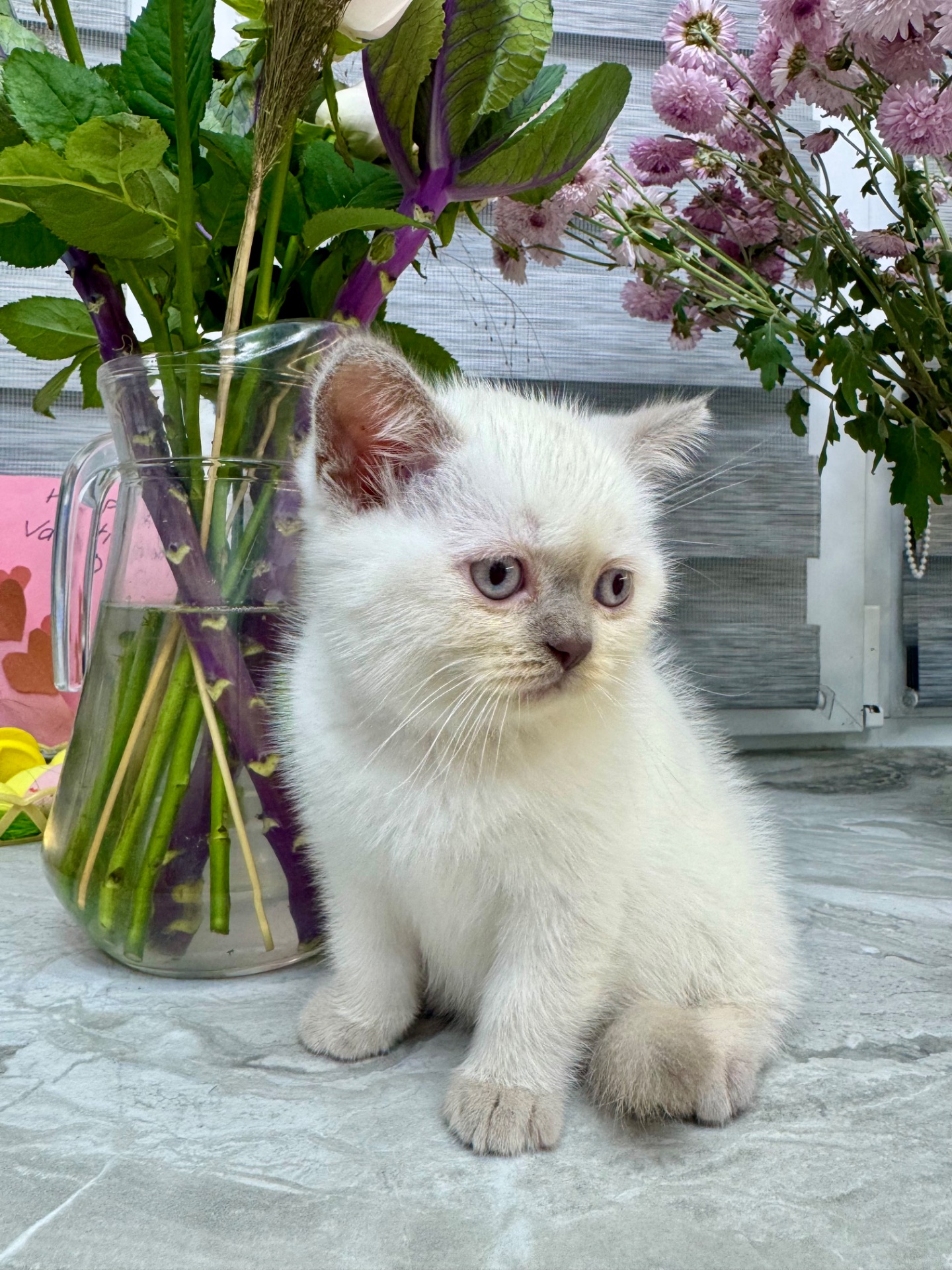 Кошенята шотландські