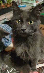 Котики