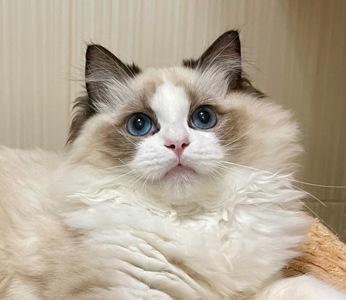 Регдол кошеня 7 міс