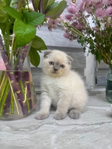 Кошенята шотландські