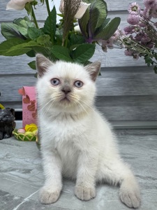 Кошенята шотландські