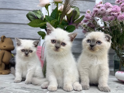 Кошенята шотландські