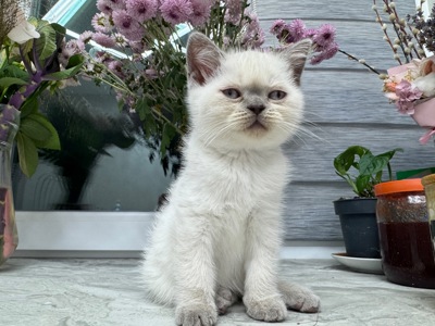 Кошенята шотландські