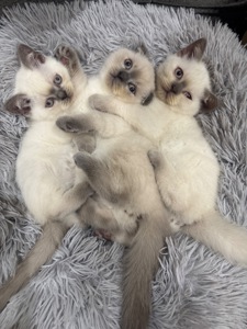 Кошенята шотландські