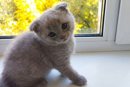 Шотландська дівчинка