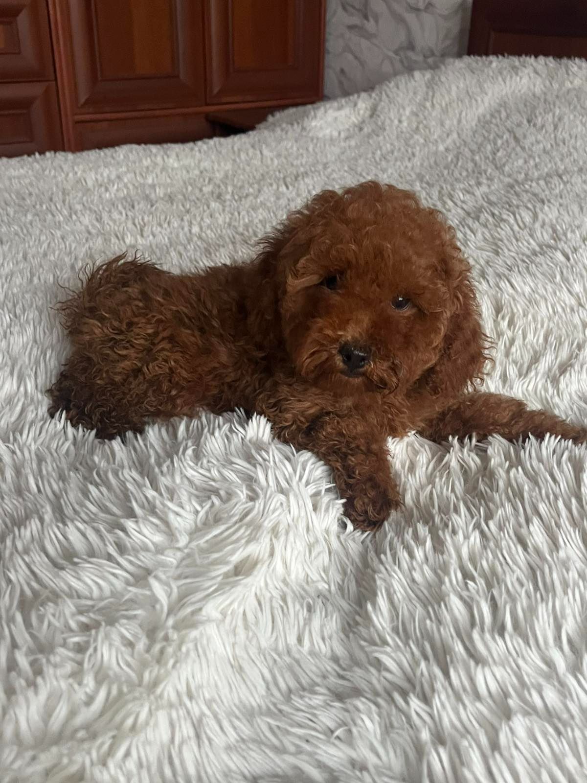 Той пудель девочки Ред Браун