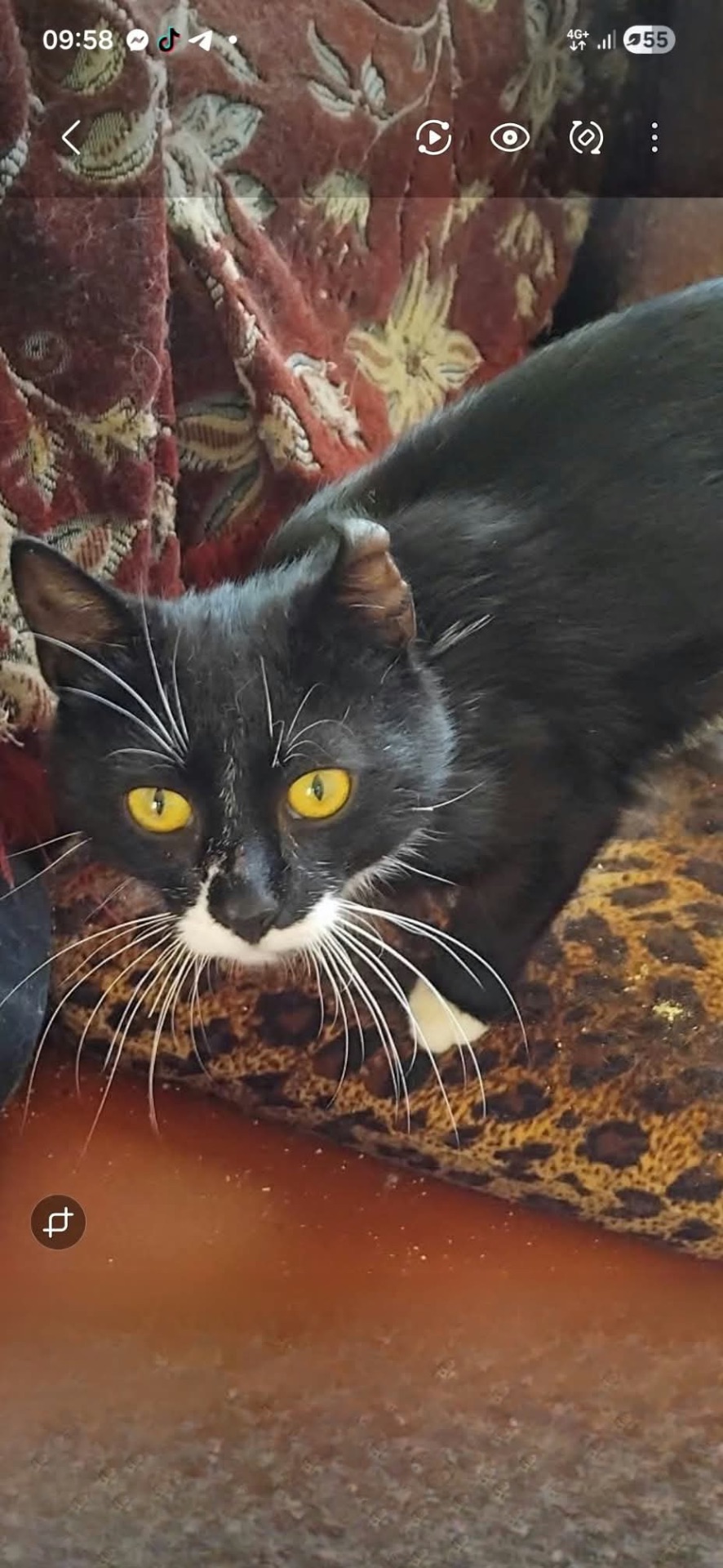 Особливий котик