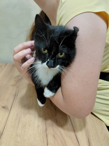 Особливий котик