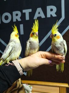 Карела перлова