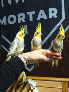 Карела перлова