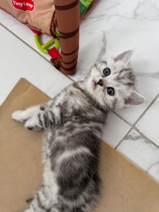 Шотландські кошенята