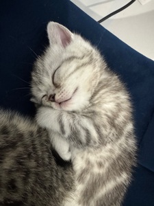 Шотландські кошенята