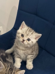 Шотландські кошенята