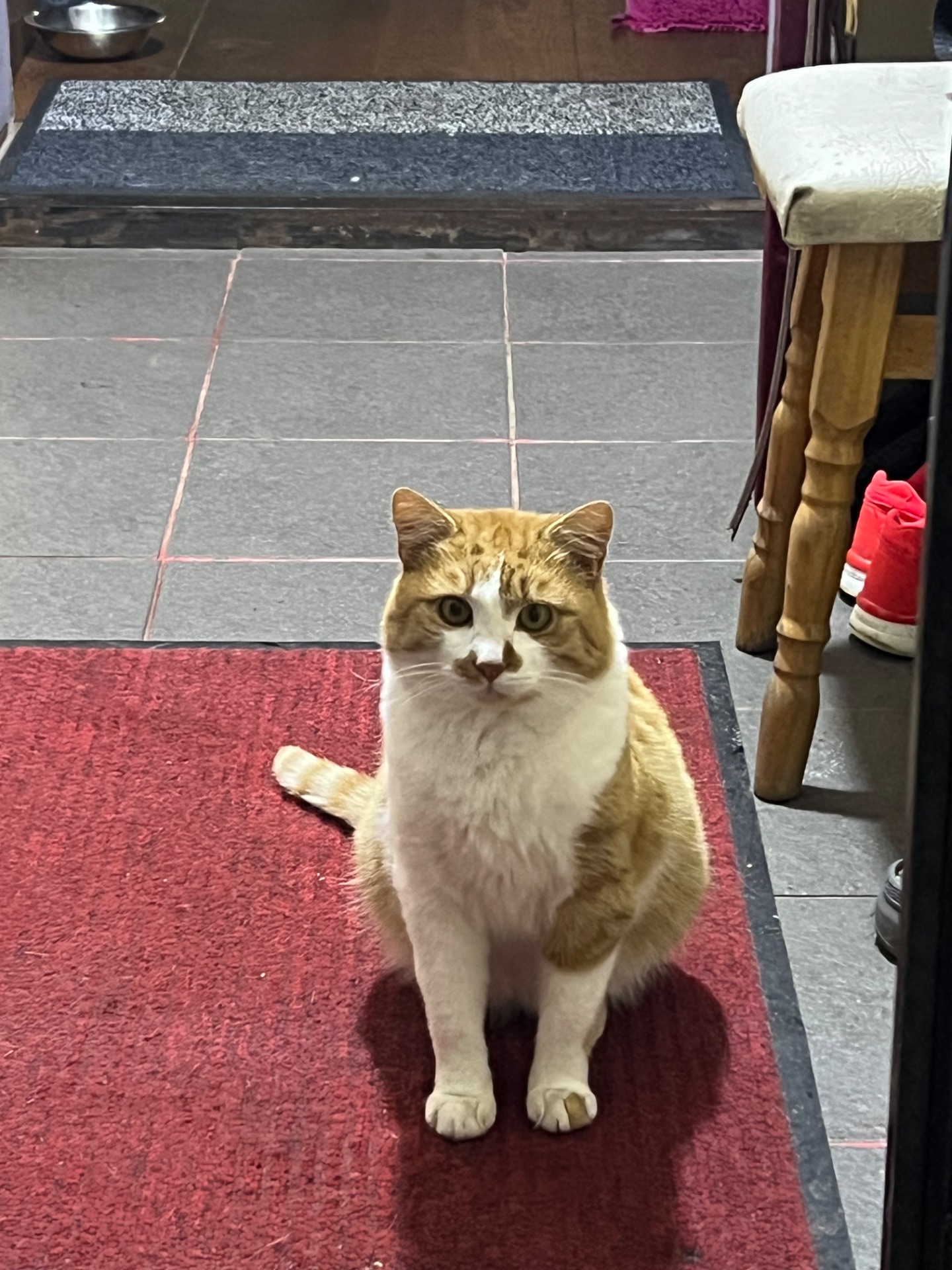 Шикарний ніжний котик