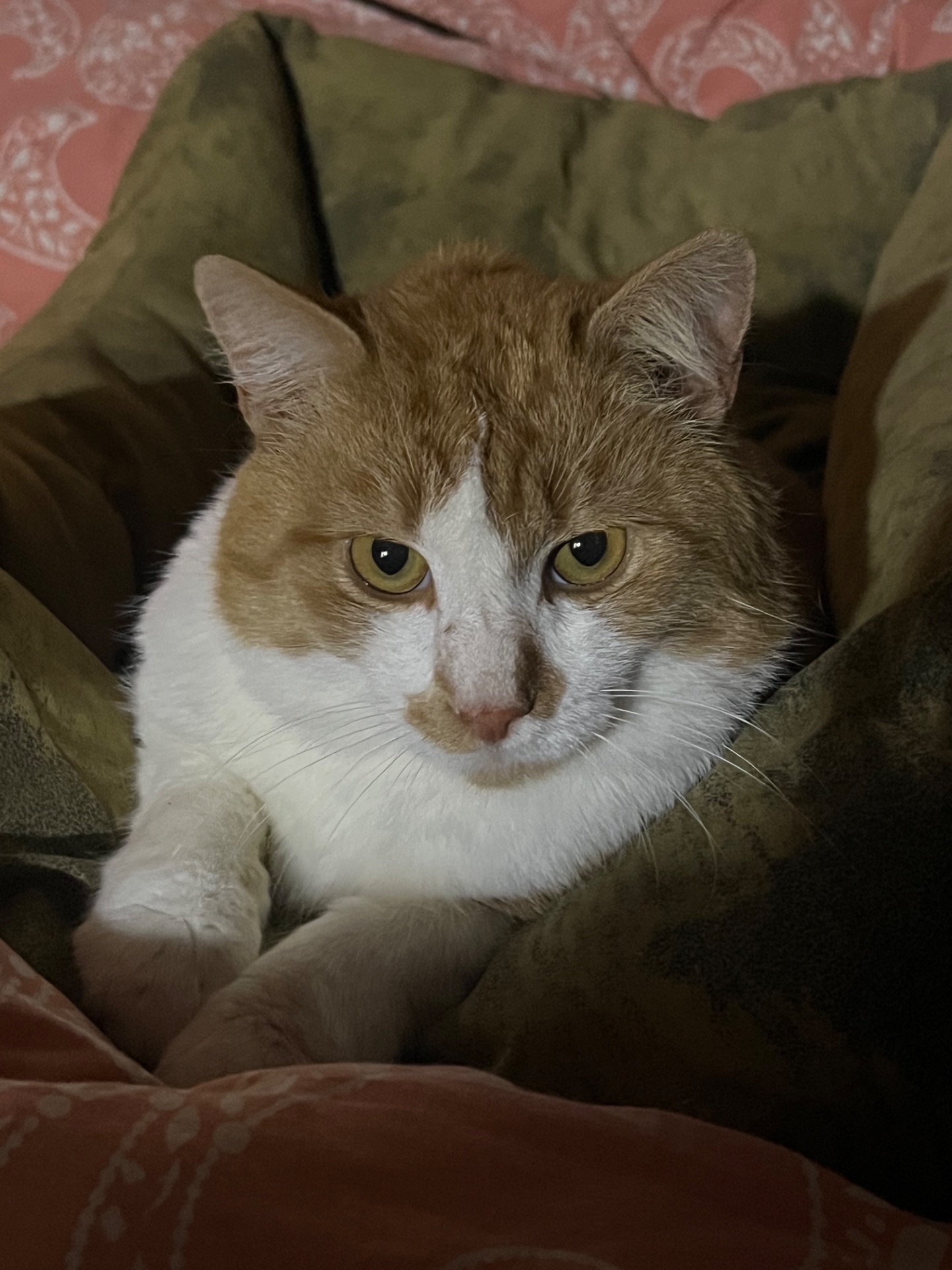 Шикарний ніжний котик