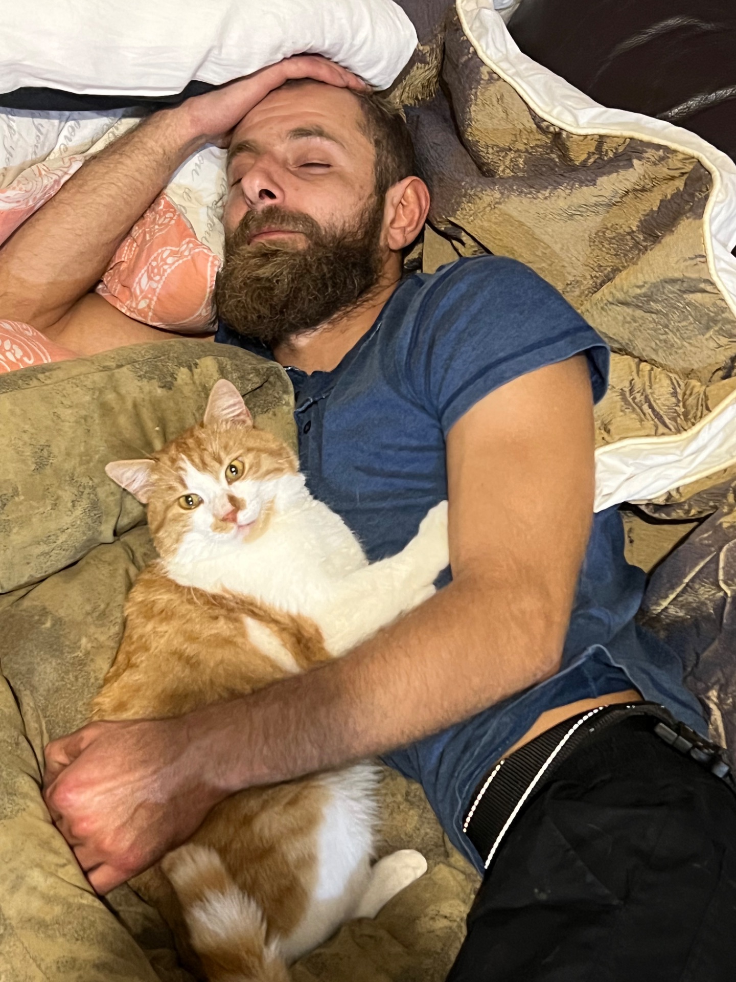 Шикарний ніжний котик