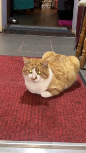 Шикарний ніжний котик