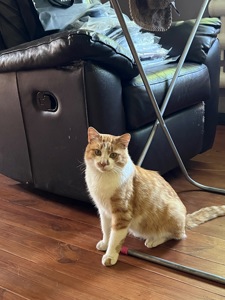 Шикарний ніжний котик