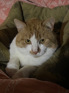 Шикарний ніжний котик