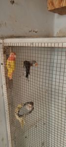 Продаю молодих нераздучників